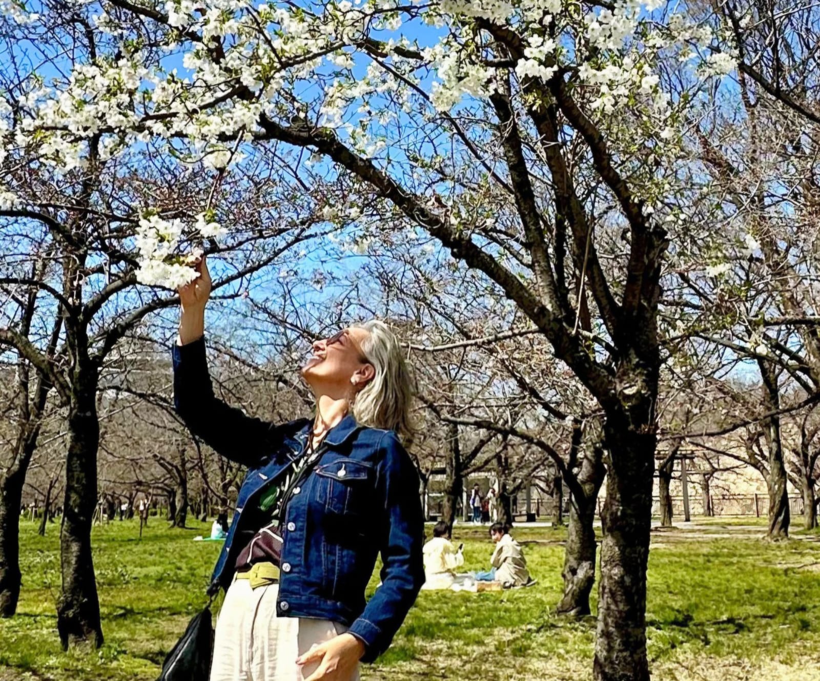 Cerejeiras em flor: a primavera no Japão e na Coreia do Sul