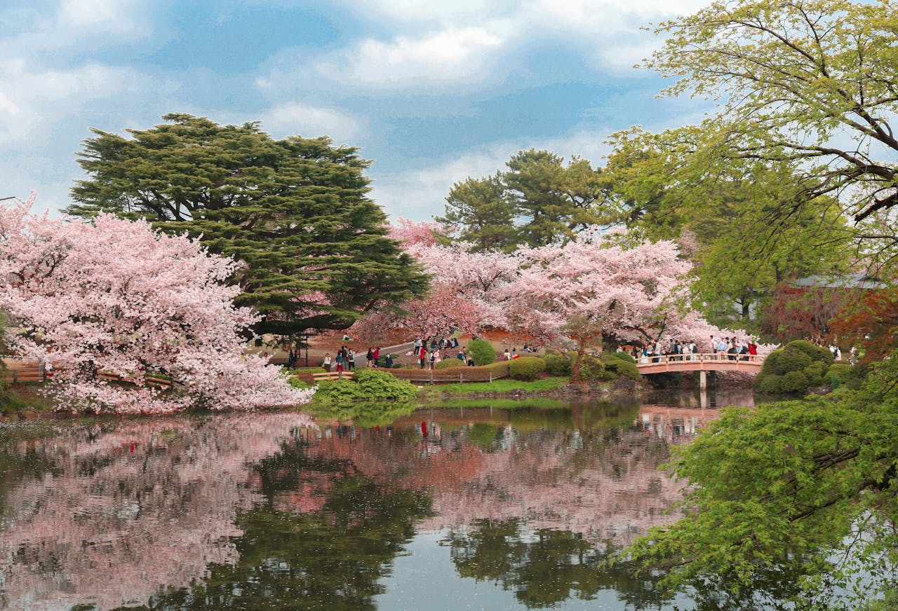 Hanami: história, simbolismos e a arte de contemplar o instante