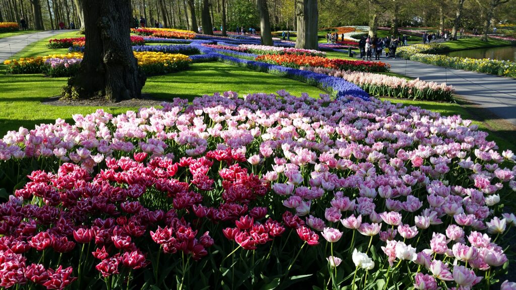 Keukenhof e as tulipas: primavera transforma a Holanda